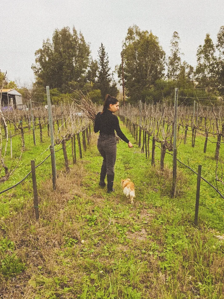Walking the vine rows at Ezousa, between winter pruning and bud break