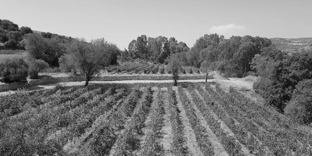 Vineyard rows running towards the hillside