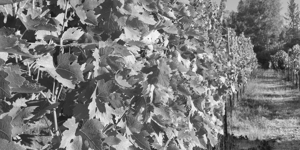 Vine leaves in the Ezousa vineyard