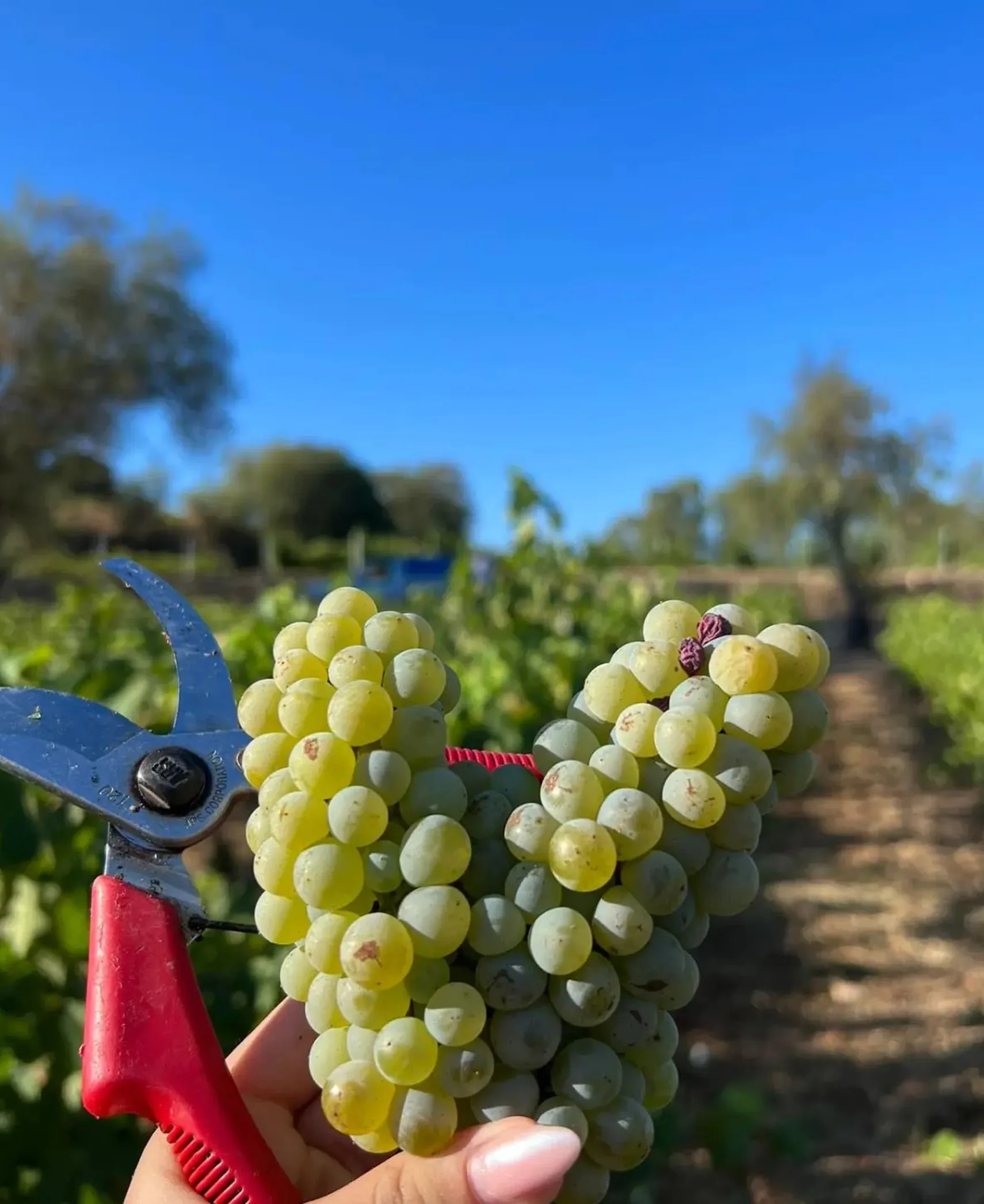 Crates of freshly picked grapes in the Ezousa vineyard