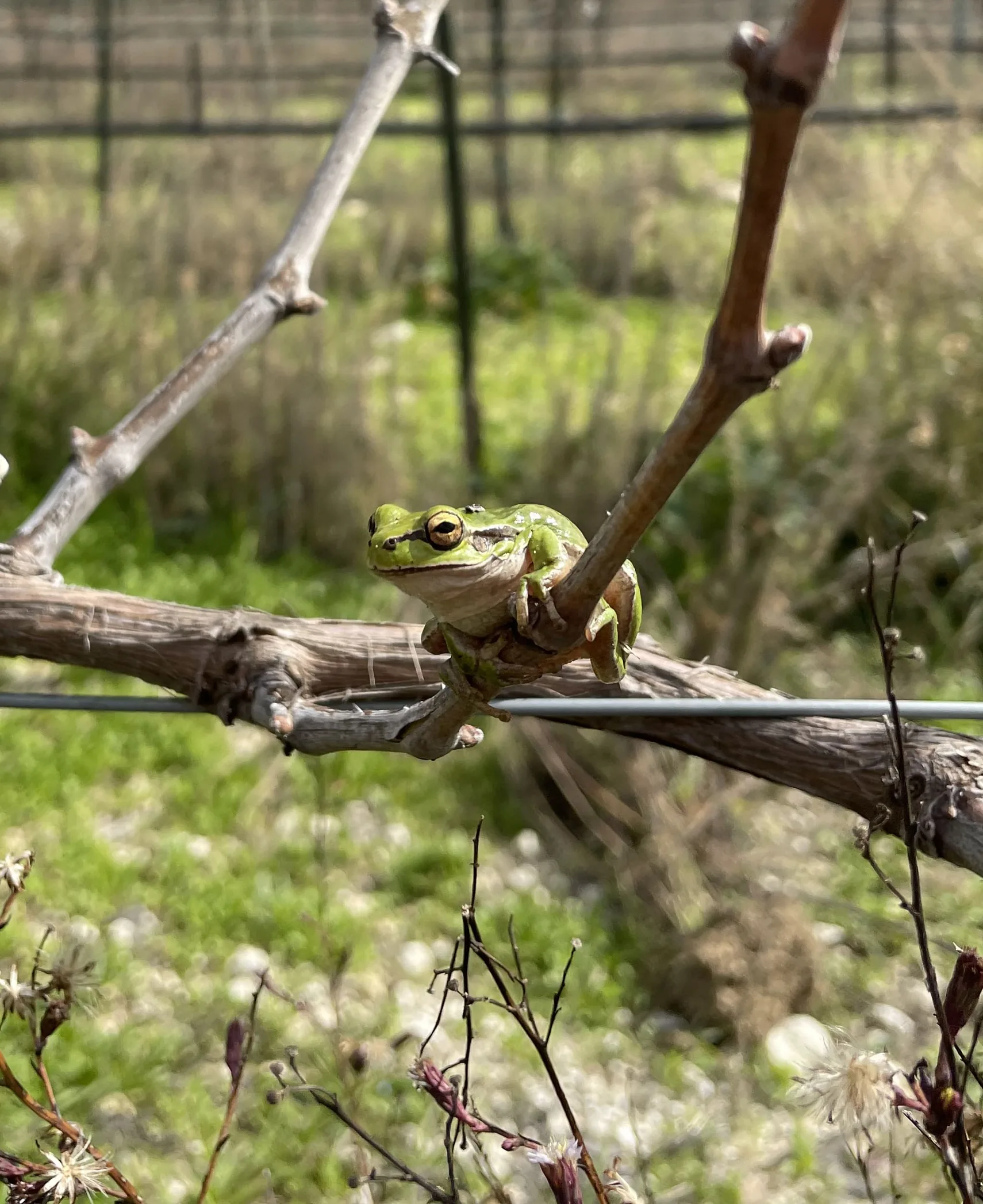A tree frog resting on a vine cane