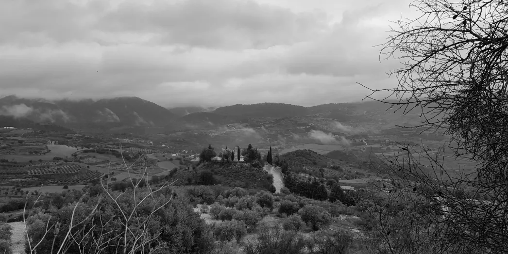 Pruned vines against the valley